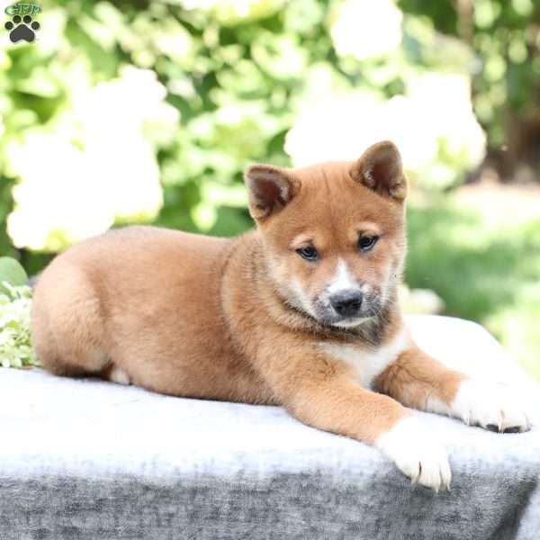Brady, Shiba Inu Puppy